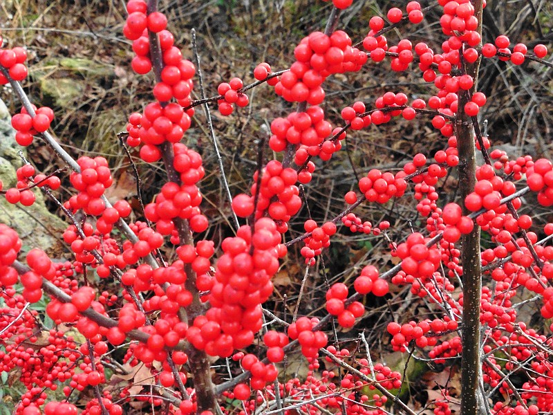 Types of Red Berries  Red berries, Berries, Types of red