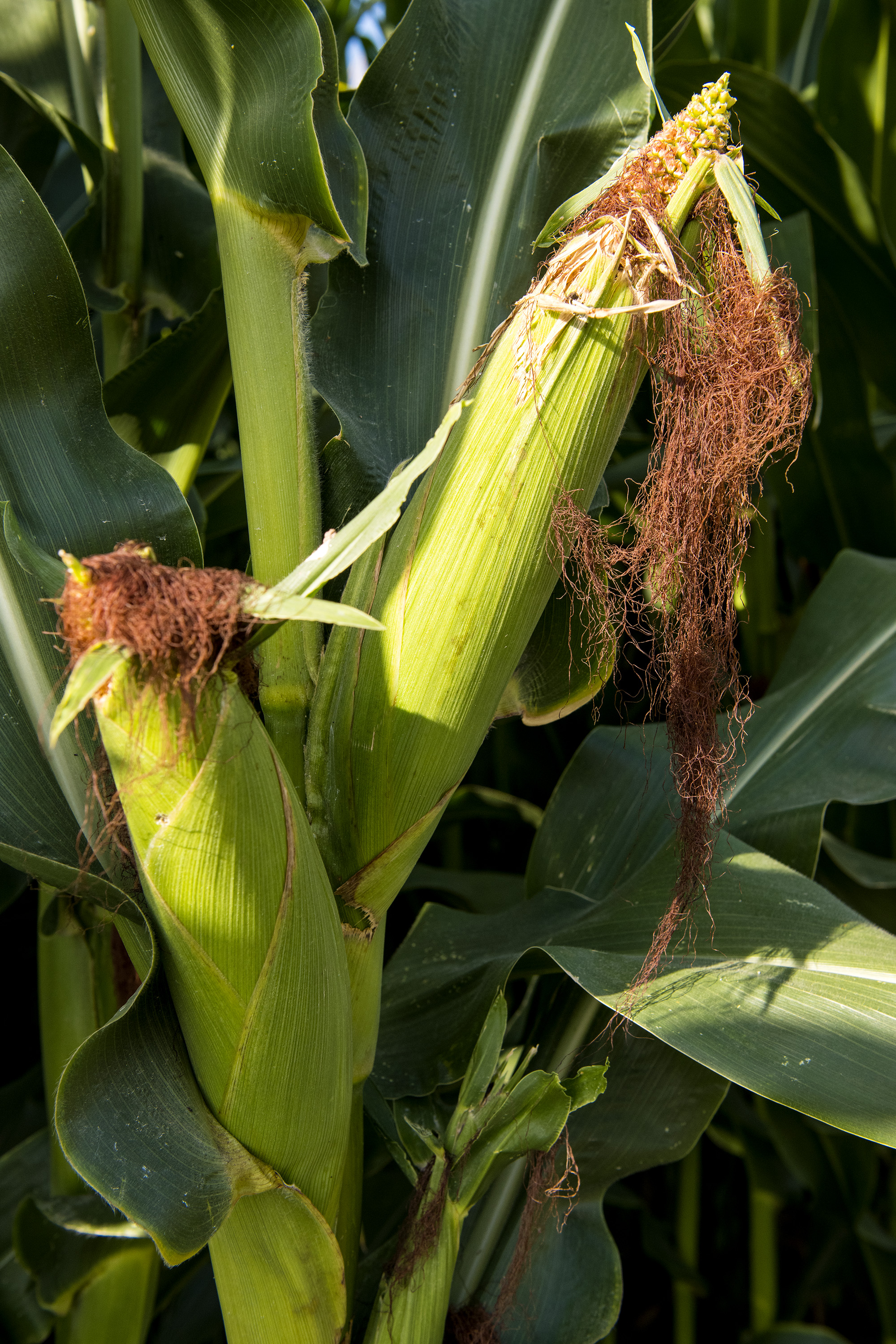 Drought took a toll on Arkansas corn yields in 2022