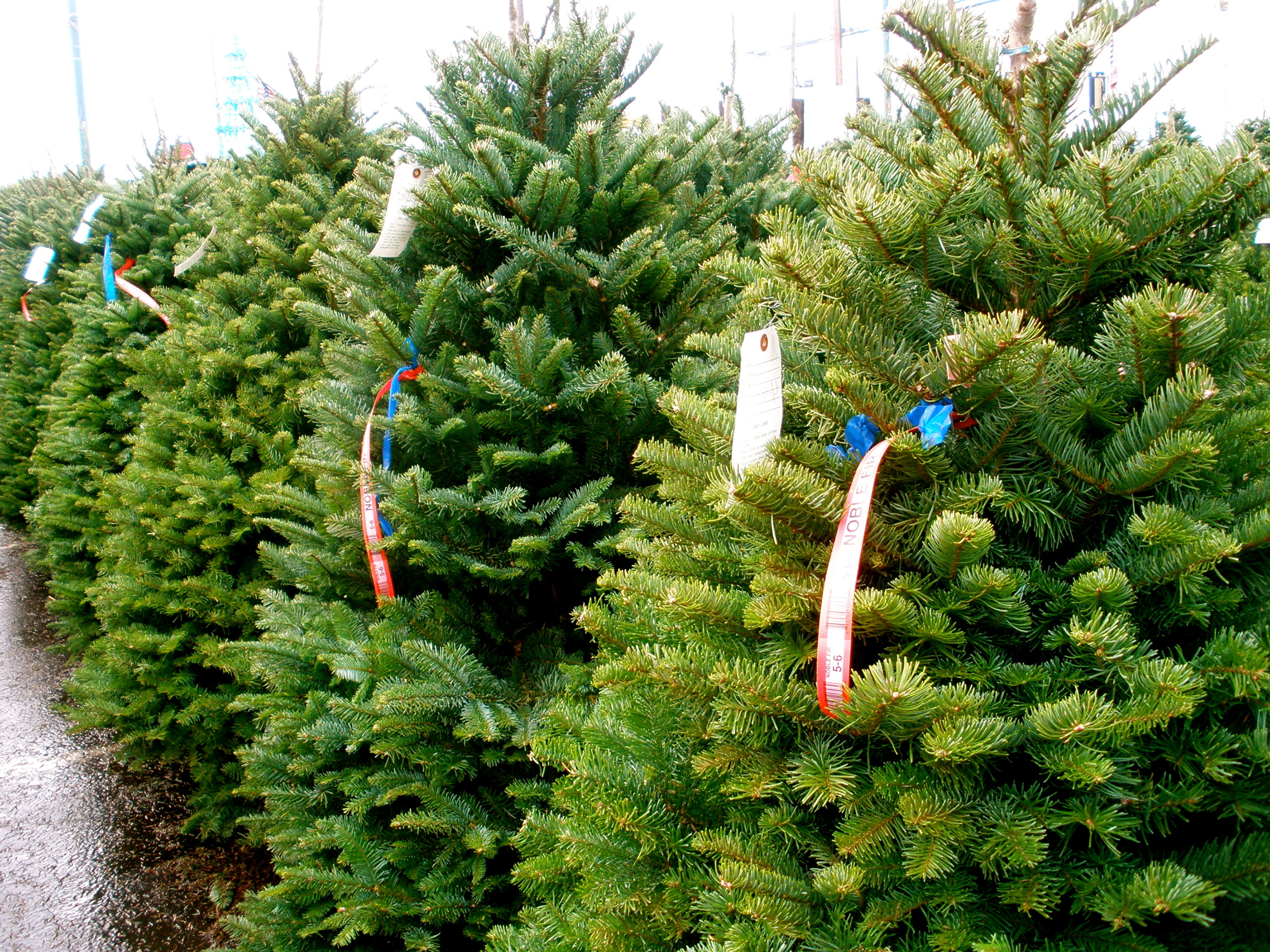 Christmas tree farmers holding the line on prices despite increased costs - Vimarsana News