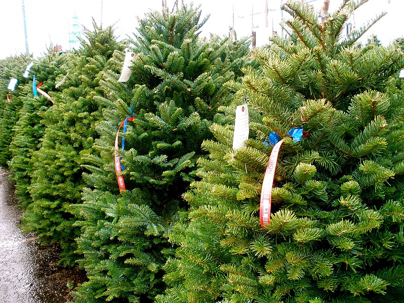 christmas-tree-farmers-holding-the-line-on-prices-despite-increased