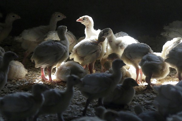 South Dakota is home to largest goose producer in the U.S.