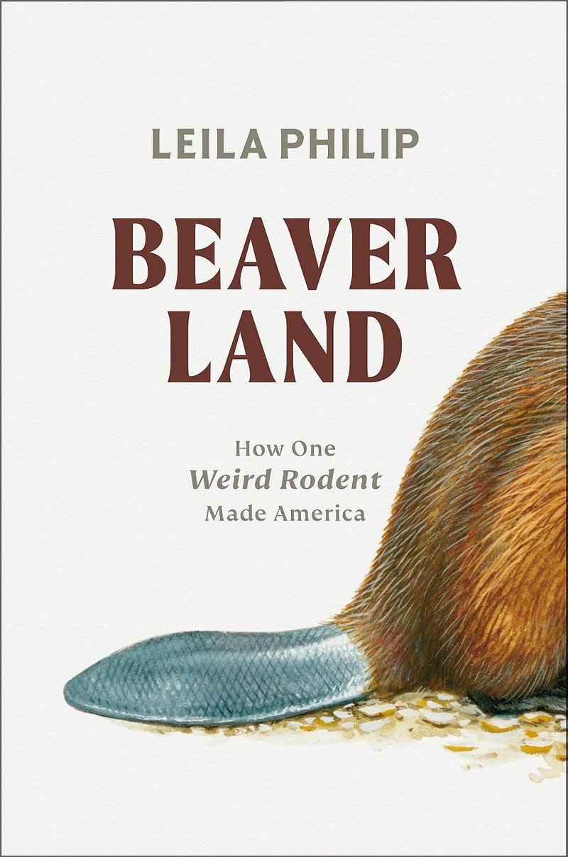 A Fascinating History Of Beavers Shows How The Species Shaped The U.S ...