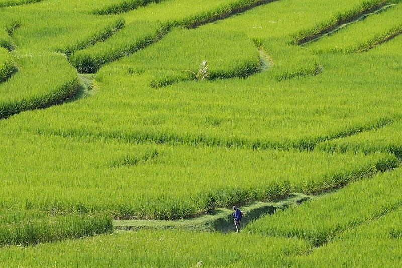 Un agricultor trabaja en un campo que cuenta con el sistema tradicional de irrigación de terrazas llamado "subak", el domingo 17 de abril de 2022, en la isla de Bali, Indonesia. (AP Foto/Tatan Syuflana)