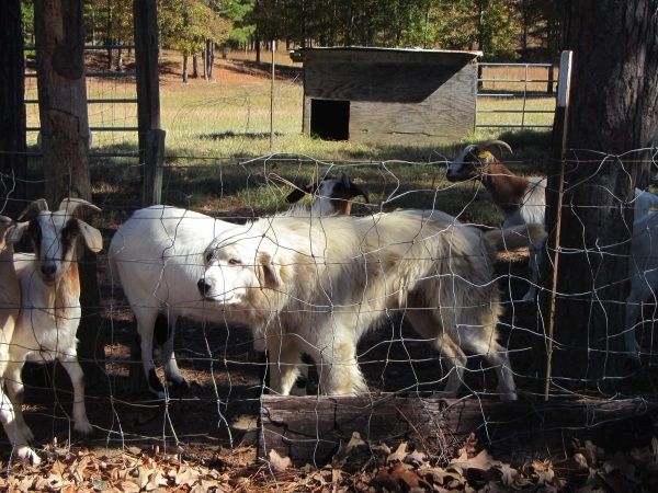 UAPB expert discusses predator control issues