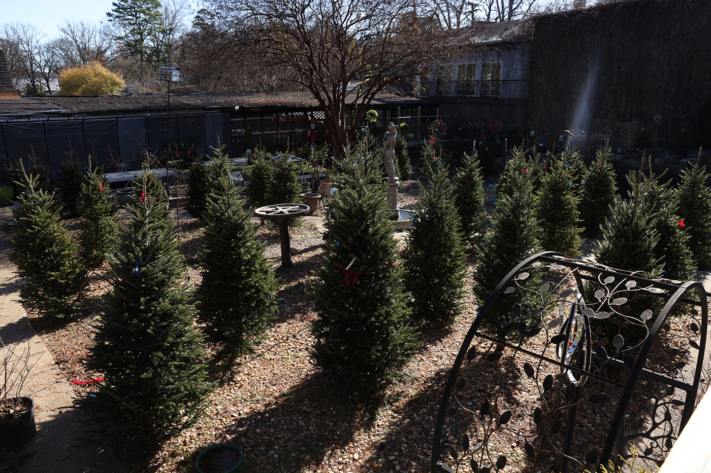 Christmas tree farmers holding the line on prices despite increased costs - Vimarsana News