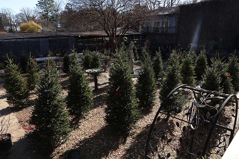 A few small trees remain on display at the Hocott's Garden Center in Little Rock on Saturday, Dec. 17, 2022 a week before the Christmas holiday. (Arkansas Democrat-Gazette/Colin Murphey)