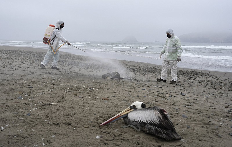 Municipal workers desinfect dead pelicans on San Pedro beach in Lima, Peru, Thursday, Dec. 1, 2022. At least 13,000 birds have died so far in November along the Pacific of Peru from bird flu, according to The National Forest and Wildlife Service. (AP Photo/Guadalupe Pardo)
