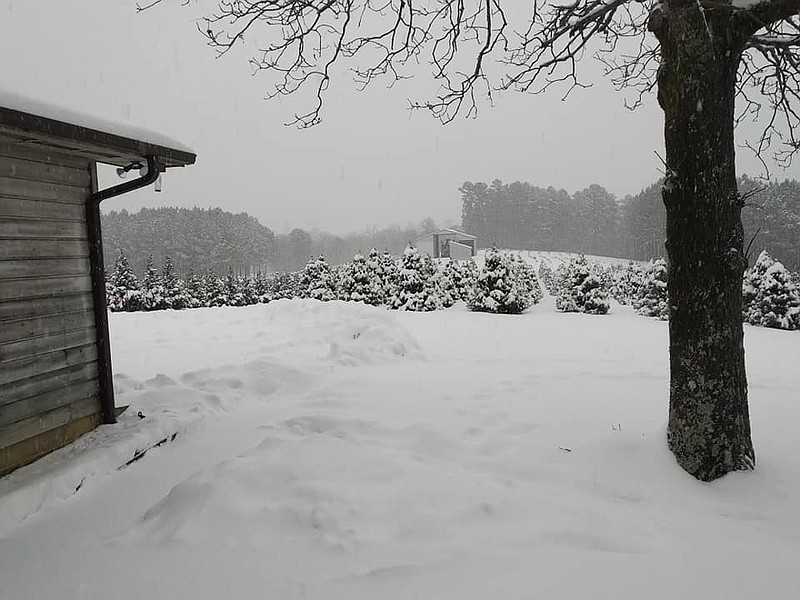 Christmas tree farm closed until next holiday season Hot Springs