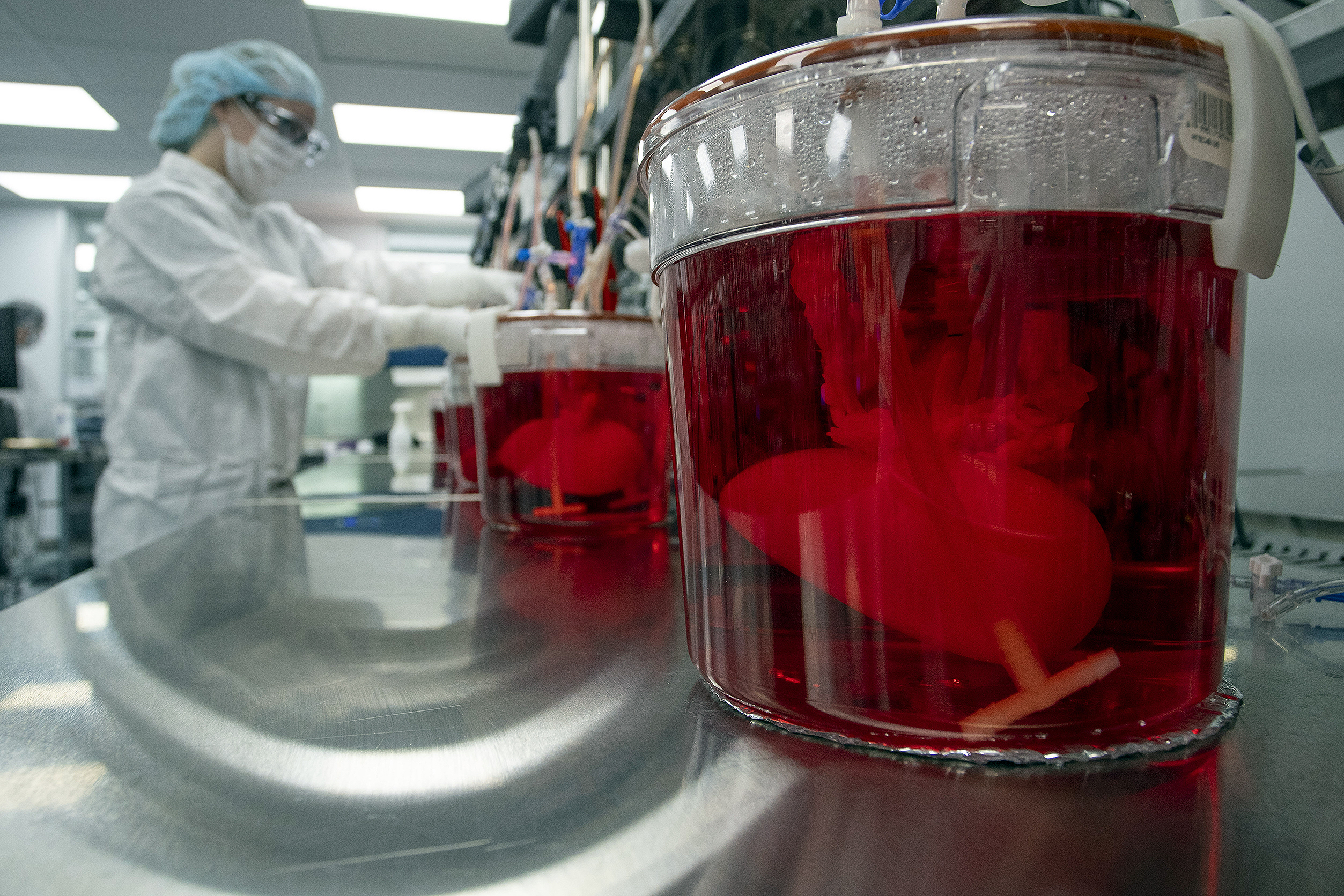 Science making pig livers humanlike in quest to ease organ shortage - Vimarsana News