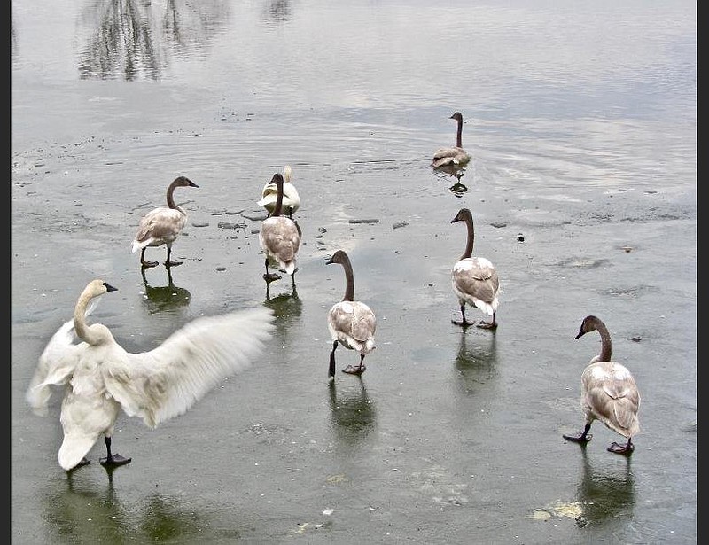An adult swan flaps its wings near a number of nearly grown juveniles. (Special to the Democrat-Gazette/Marcia Schnedler)