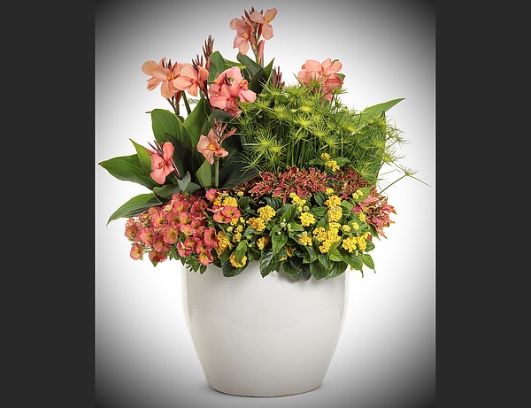 Orange Toucan Cannas a rarity - Vimarsana News
