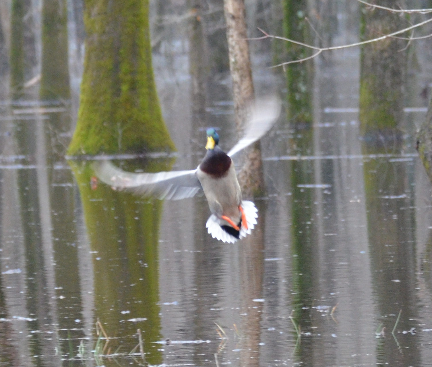 Survey bodes well for Arkansas waterfowlers