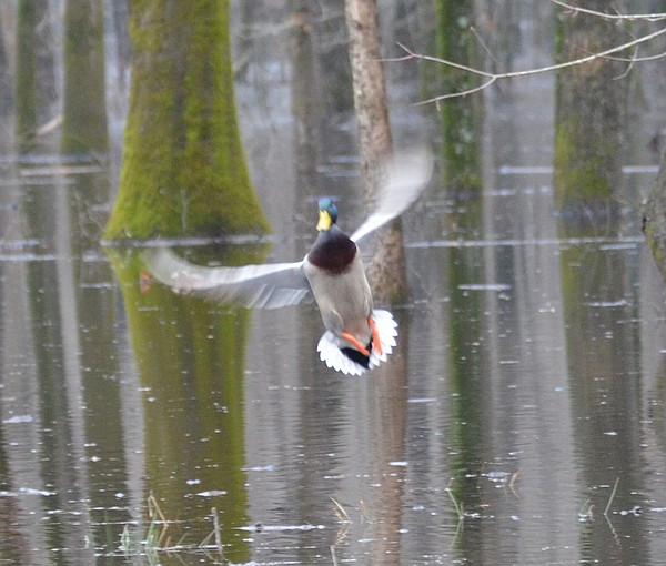 Survey bodes well for waterfowlers - Vimarsana News