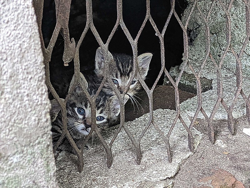 Two of the feral kittens that were found living under the Banner News office building moved back under the building after noticing staff outside. (Joshua Turner/Banner News)