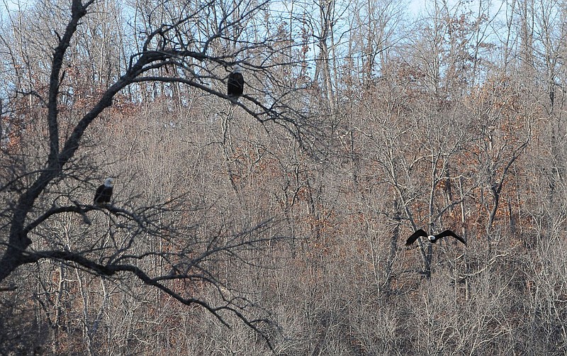 COLD WEATHER RAPTORS
Bald eagles are seen congregated at the Indian Creek arm of Beaver Lake in January 2020. January is the best month to see bald eagles at the lake.
(NWA Democrat-Gazette/Flip Putthoff)