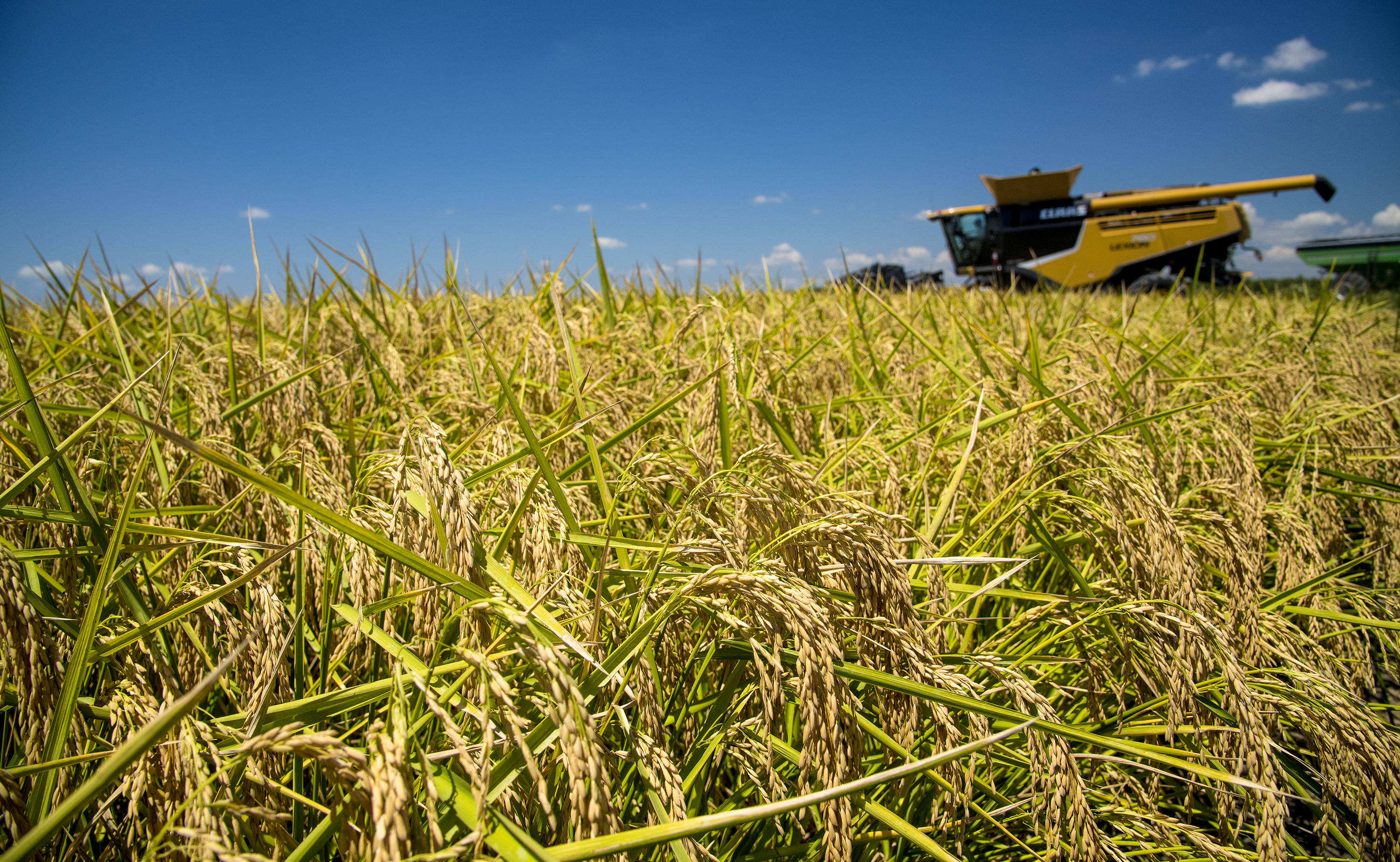 UA help for rice farmers online