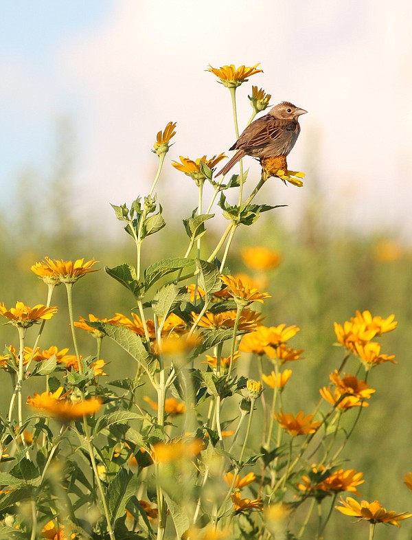Winter bird counts gather valuable data - Vimarsana News