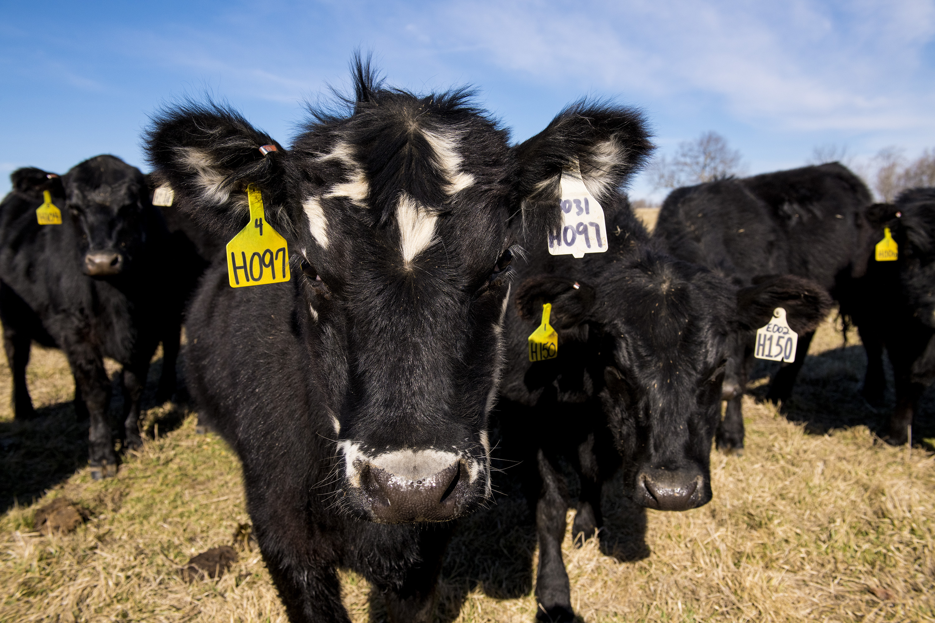 Arkansas Agricultural Experiment Station research on ‘high-risk’ cattle eyes management