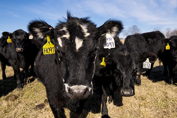 Research on 'high-risk' cattle eyes management - Vimarsana News