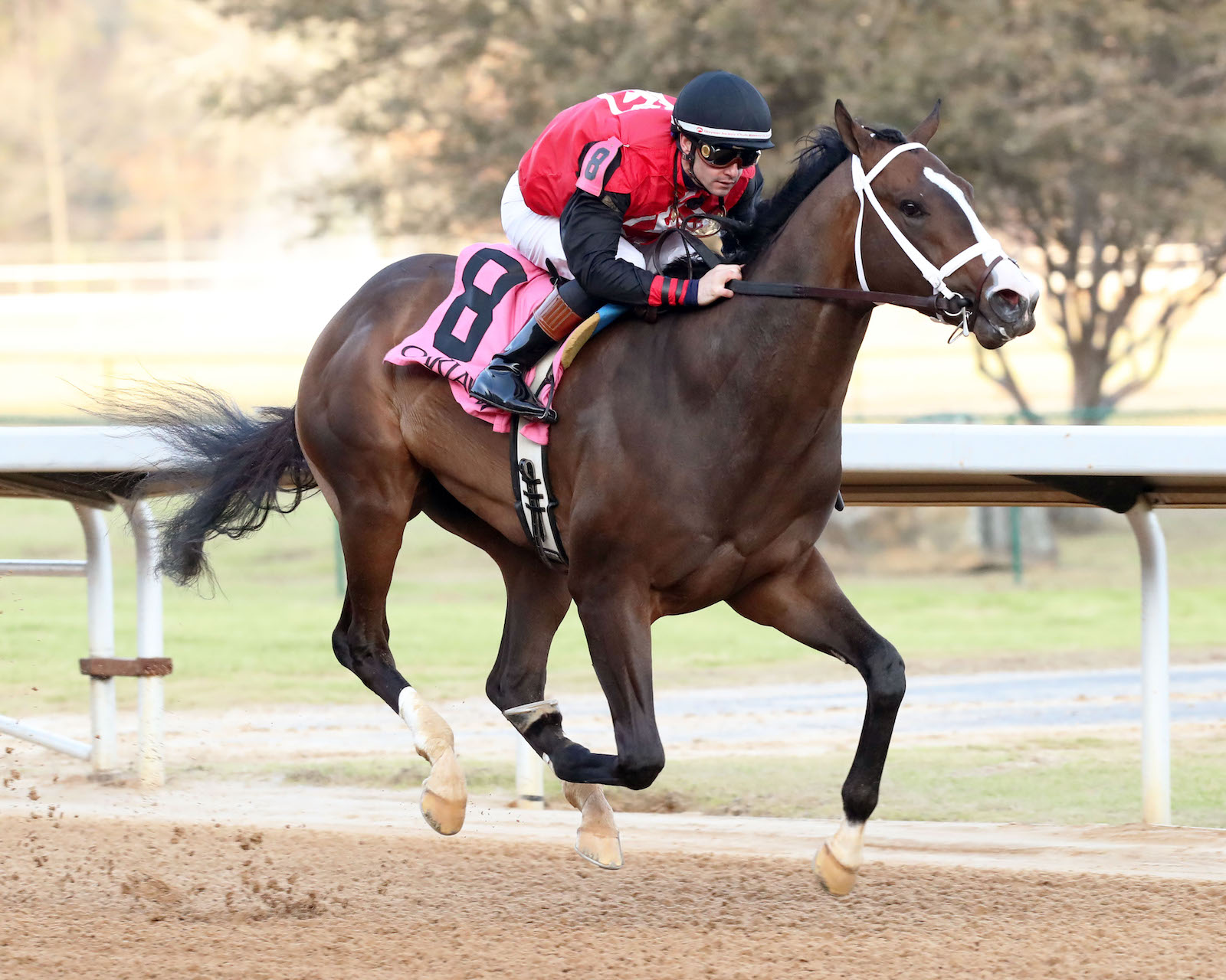 Chalky as they come, Cox colt wins Smarty Jones - Vimarsana News