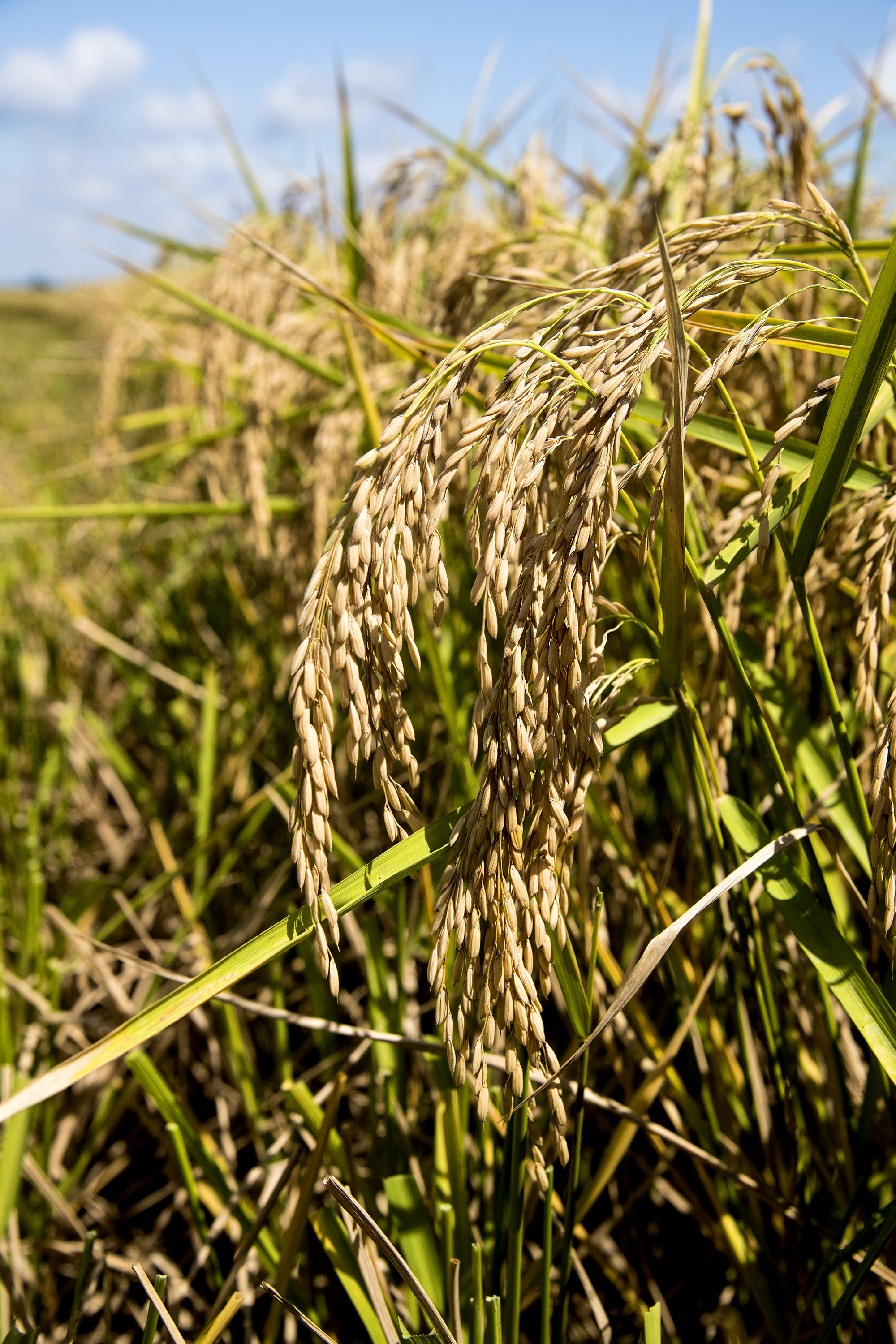UA System, beer brewer partner on rice research