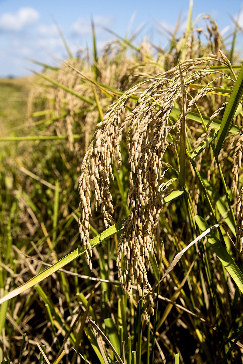 Rice is ready for harvest in an Arkansas County field near Stuttgart in this 2020 photo. The University of Arkansas System Division of Agriculture and Anheuser-Busch are partnering to conduct research on preserving water quality and quantity and nutrient management in rice production. (Special to The Commercial/Fred Miller/University of Arkansas System Division of Agriculture)