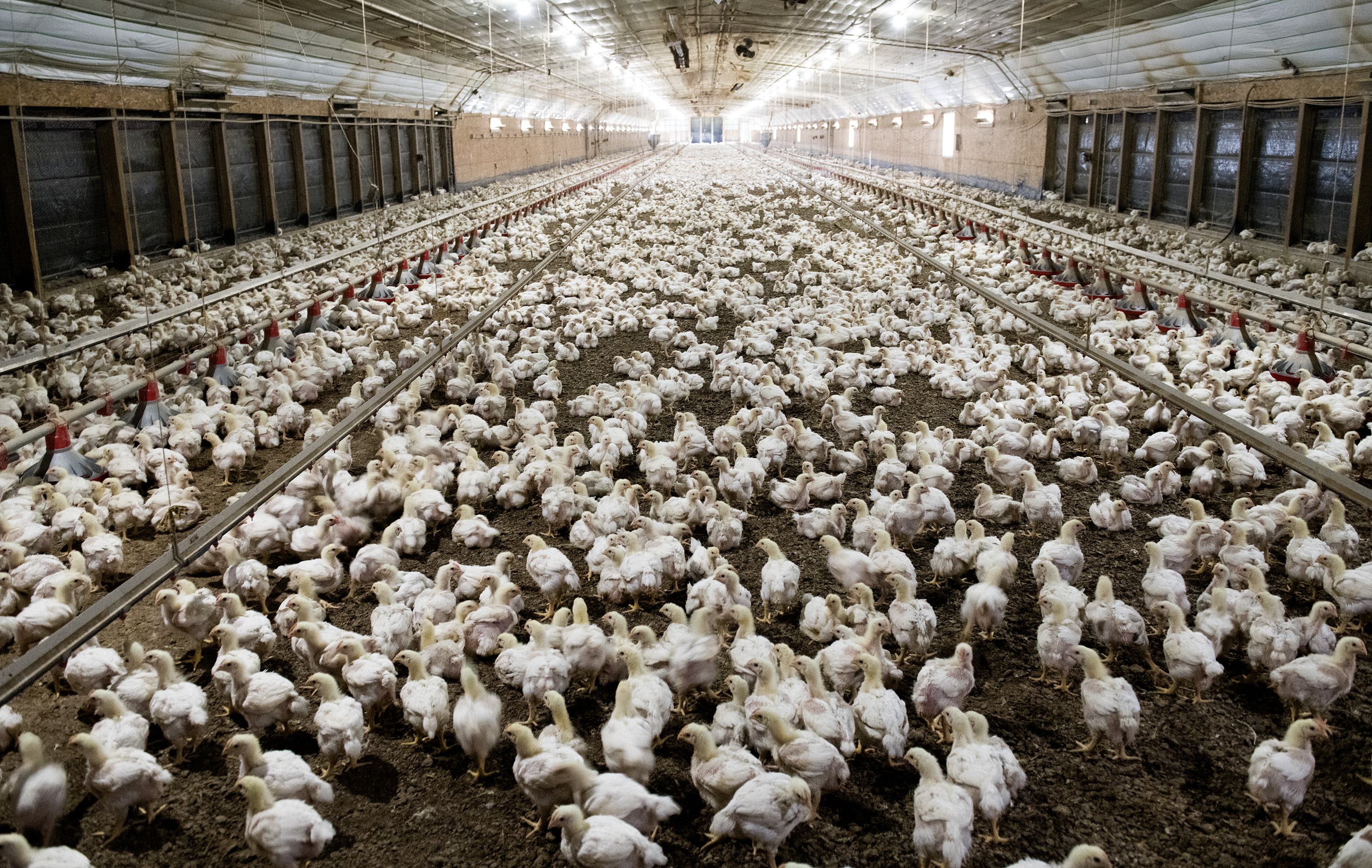 State’s luck ran out with bird flu in 2022