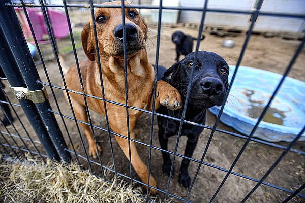 Fort Smith considers requiring permit to sell animals in city to curb issue with stray cats, dogs