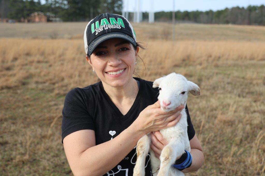 New lambs flood UAM sheep fields