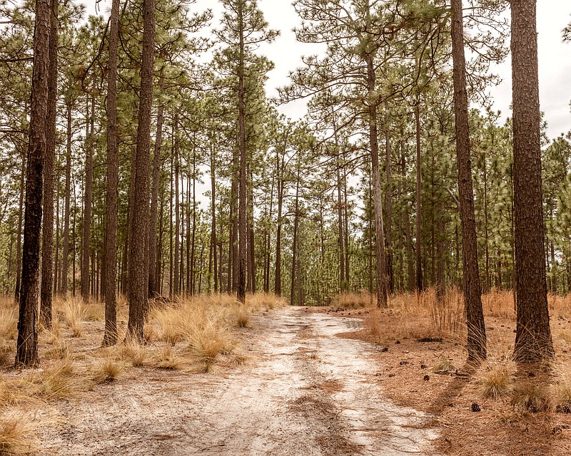 A sandy road through pine forest in West End, N.C. MUST CREDIT: Photo for The Washington Post by Jeremy M. Lange