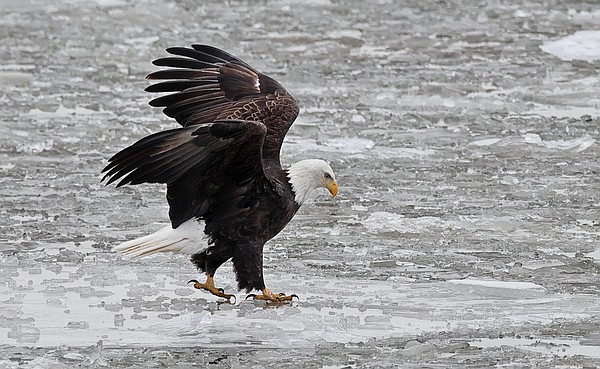 Eagle watching season takes flight with events through February - Vimarsana News