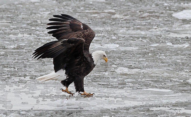 An eagle walks along chunks ice being carried along by the current of the Mississippi River north of Alton, Illinois, on Jan. 24, 2022. (David Carson/St. Louis Post-Dispatch/TNS)