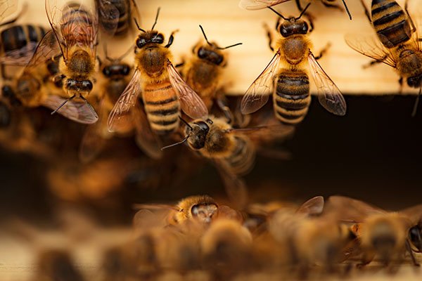 USDA approves first vaccine for honeybees - Vimarsana News
