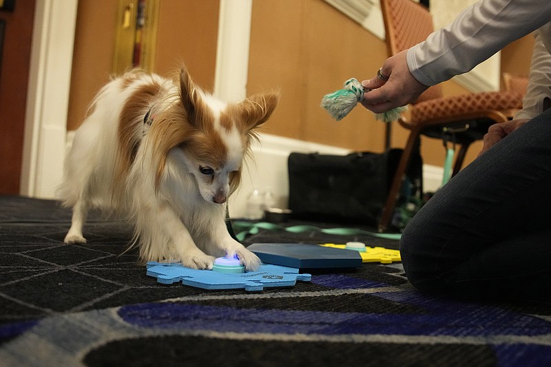 Ducky demonstrates FluentPet dog communication buttons during the Pepcom Digital Experience before the start of the CES tech show, Wednesday, Jan. 4, 2023, in Las Vegas. (AP Photo/John Locher)