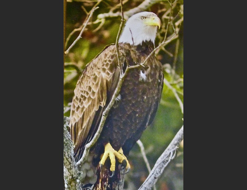 A bald-eagle portrait is posted in DeGray Lake Resort State Park’s visitor center. (Special to the Democrat-Gazette/Marcia Schnedler)