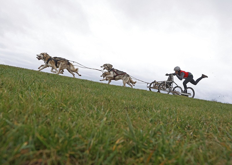 FILE - A participant of the 22nd International Sled Dog Race in the western town of Pullman City Harz during the lap chase in Hasselfelde, Germany, on Jan. 7, 2023. Europe has dodged an energy apocalypse this winter, economists and officials say, thanks to unusually warm weather and efforts to find other sources of natural gas after Russia cut off most of its supply to the continent. (Matthias Bein/dpa via AP, File)