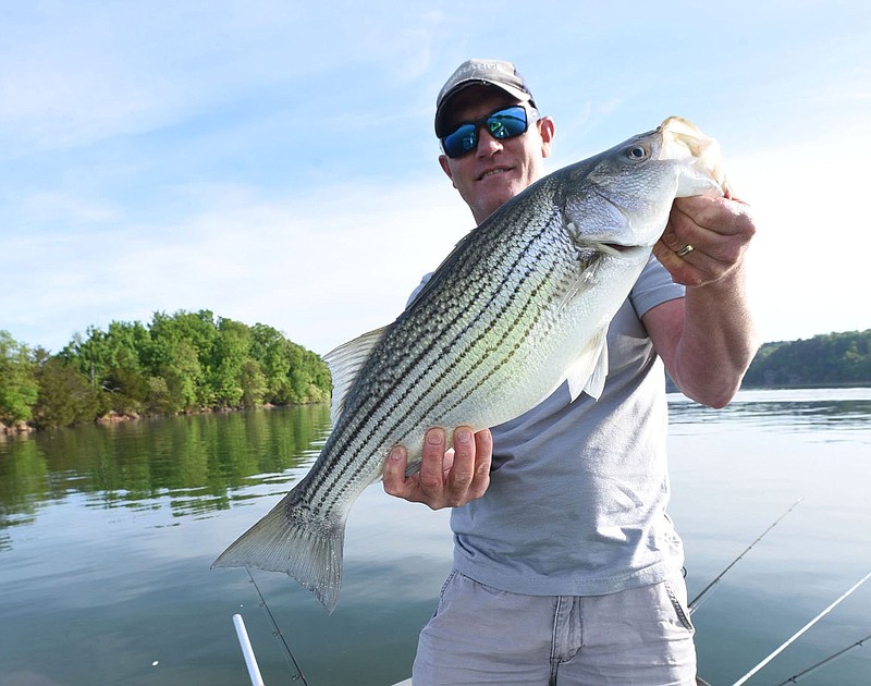 Don Grose of Rogers shows a striped bass he caught at Beaver Lake in 2020 using minnows for bait. Some 250 stripers were affixed with tags that can be redeemed for a $100 reward. 
(NWA Democrat-Gazette/Flip Putthoff)