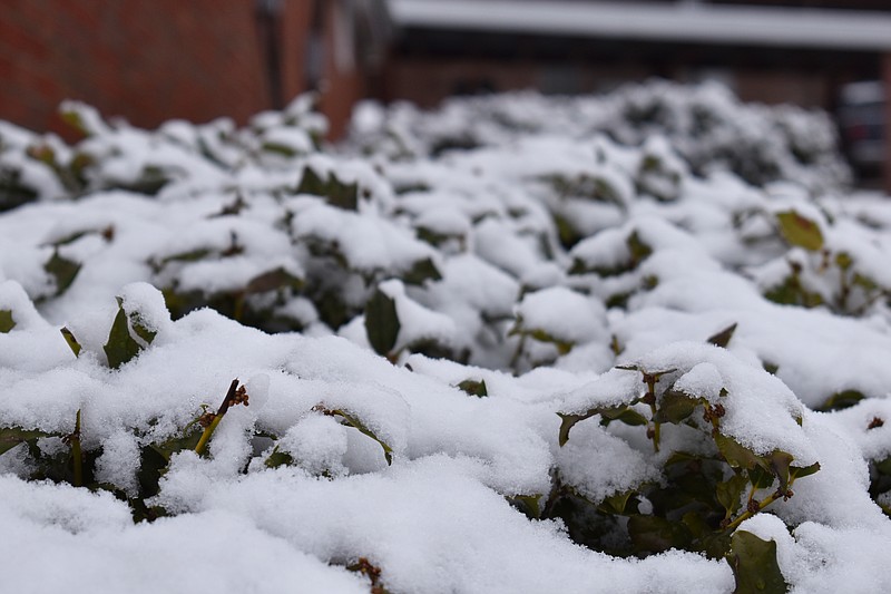 Democrat photo/Garrett Fuller — Snow covers a bush Thursday (Jan. 12, 2023,) outside the California Democrat office after a surprise snowfall blanketed the area with more than half an inch of snow.