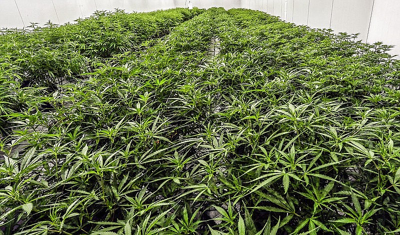 Las plantas de marihuana medicinal se muestran durante un recorrido por las instalaciones de cultivo y procesamiento de la planta de Curaleaf, en Ravena, Nueva York. Foto de archivo del 22 de agosto de 2019. (AP/Hans Pennink)