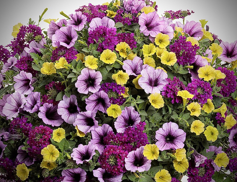 Proven Winners has developed a new recipe called New Orleans that features Supertunia Royale Plum Wine verbena, Supertunia Bordeaux petunia and this year's new Supertunia Mini Vista yellow petunia. (Chris Brown Photography via TNS)