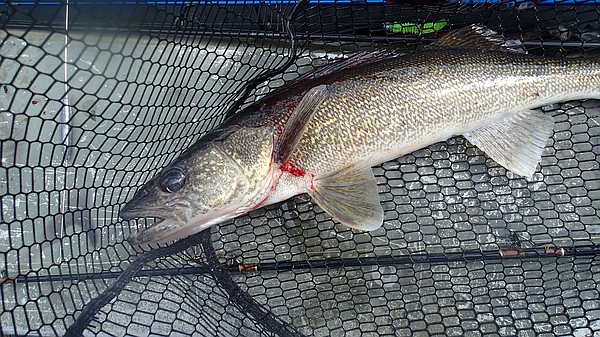 Mercury prompts fish consumption advisory for Bull Shoals, Norfork walleye - Vimarsana News