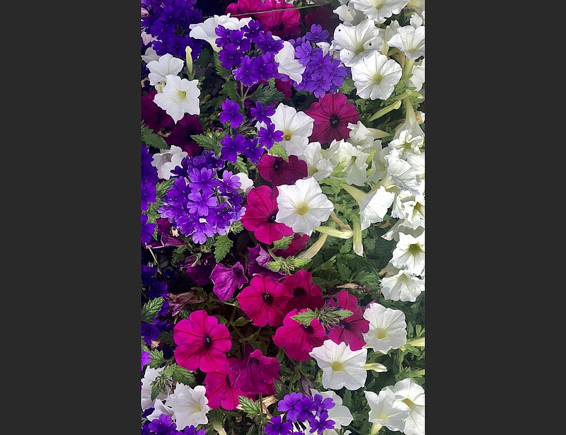 If you would like a subtle twist on the old red white and blue this summer, consider Supertunia Royal Magenta petunia, Supertunia Mini Vista White petunia and Superbena Imperial Blue verbena. You'll have butterflies and hummingbirds too. (TNS/Norman Winter)