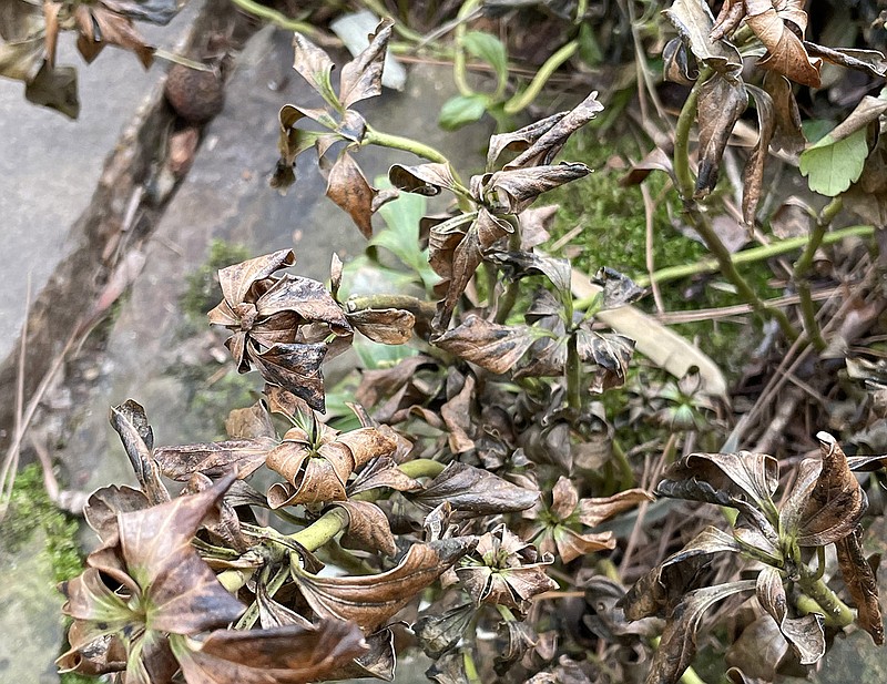 Damaged leaves on this pachysandra will act as a buffer should harsh winter weather attack again. 
 (Special to the Democrat-Gazette)