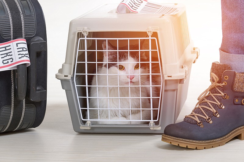 There are options when it comes to pets and plane travel. (Dreamstime/TNS)