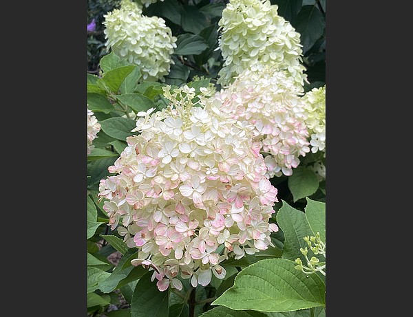 Limelight Prime garners Hydrangea of the Year - Vimarsana News