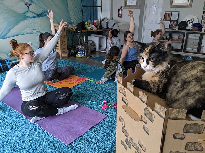 Ryan Pivoney/News Tribune photo: 
Baristocats Cat Cafe on East McCarty Street hosts kitten yoga each month in its cat lounge. The hour-long classes are led by a certified yoga instructor and provide an opportunity to play with cats available for adoption.