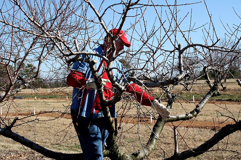 Commercial growers have started pruning their peach trees, but home gardeners should wait until winter passes. (Special to the Democrat-Gazette/Janet B. Carson)