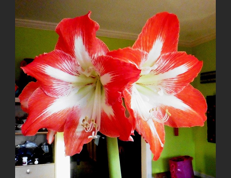 Unlike spring bulbs whose foliage dies back after bloom, amaryllis bulbs need their foliage to grow all summer. (Special to the Democrat-Gazette/Janet B. Carson)