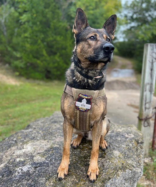 Drax, a German shepherd that had been working in the Jefferson City Police Department since 2019, died Tuesday, Jan. 31, 2023. (Submitted photo)