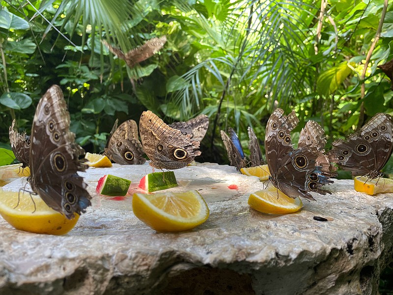 The all-inclusive Hotel Xcaret Arte includes access to eight parks and all of their attractions, including the butterfly garden at Xcaret Mexico park. MUST CREDIT: Washington Post photo by Andrea Sachs.